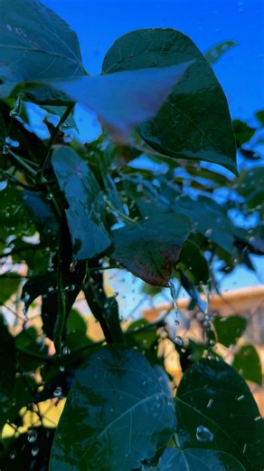 3.8K views · 118 reactions | Tired of fragile phones? Upgrade to the durable itel City 100 with IP64 protection today. #itelCITY100 #zimtech #tech #SmartLife #CITY100 #fun #UrbanTech #funny #viralpost #viralpost2025シ | itel | Facebook