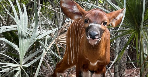 Brevard Zoo invites the public to name adorable newborn baby bongo