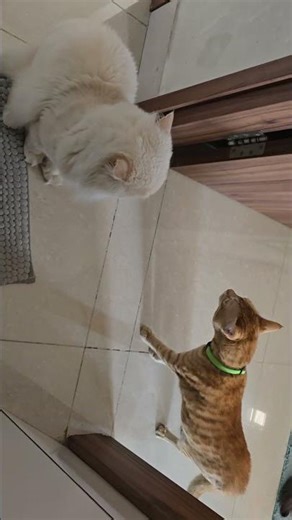 Mere Raste Se Hatt Ja, Snow! 😹🐾#shorts #youtubeshorts #shortsfeed #funny