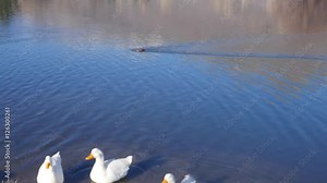 A muskrat swimming in a pond