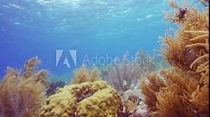 HDR - vivid coral garden in the Caribbean Sea - 4K 120fps super slow motion