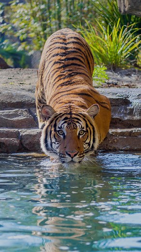 3.8K views · 72 reactions | Discover species of tigers, otters, birds and pigs in our one-of-a-kind habitat, Land of the Tiger. Don’t forget — vote Land of the Tiger as Best Zoo Exhibit for @usatoday @10best! Voting closes March 6 簾 Vote ➡️ https://www.10best.com/awards/travel/best-zoo-exhibit/land-of-the-tiger-at-jacksonville-zoo-and-gardens-jacksonville-florida/ and at #linkinbio | Jacksonville Zoo and Botanical Gardens | Facebook