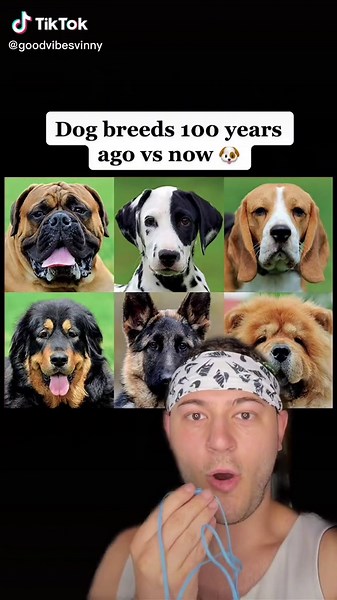 Evolution of Dog Breeds: Then vs Now