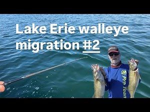 “Lake Erie Walleye Migration Patterns Explained | Seasonal Movements & Behavior”