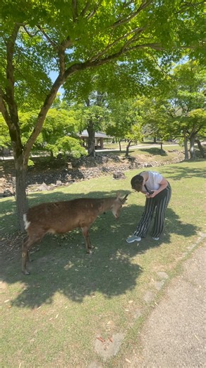 Thinking about exploring Japan for the first time? 🇯🇵 Our Japan Unveiled tour is the perfect introduction to this incredible country https://bit.ly/4poVwC3 On this trip you'll: 🍵 Experience a traditional Japanese tea ceremony and learn the cultural significance of this ancient practise 🦌 Meet some of the 1,000 tame deer that call Nara home (and give them a bow!) 🍡 Learn how to make wagashi - traditional Japanese sweets with intricate designs | Newmarket Holidays