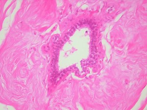 Microscopes and Microscopy Lab for Cells and Tissues