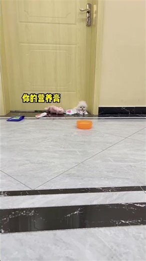 Teacup dog breeds puppy cute shorts dog 🐕