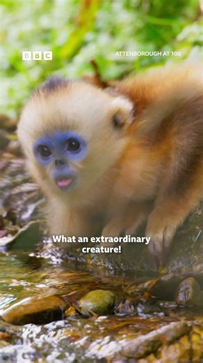 Attenborough at 100: A week of celebration