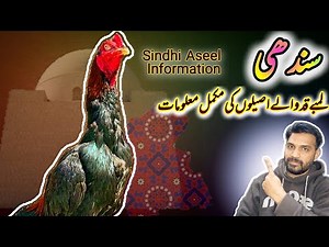 Sindhi Aseel full information |Aseel Fighter