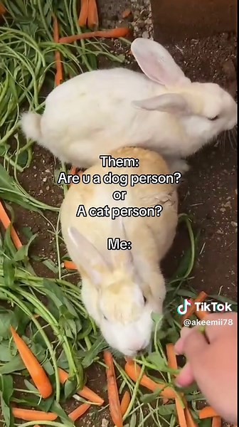My shaylaaaa rabbit🥹🫶🏻I don’t want anything but i want rabbit🐰please someone gift me rabbit😭😭#rabbit#lover#🐰 #cute #fypシ゚ #abcxyz #fyppppppppppppppppppppppp #goviral#makeitviral #related #fyp #foryoupage