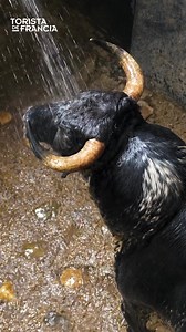 870K views · 10K reactions | ¡ 헙험헟헜헭 헔헡̃헢 ퟮퟬퟮퟰ ! Les desea Celendín Toros Para Todos España por un año con nuevos proyectos y nuevas transmisiones del mejor programa del mundo, Toros Para Todos por canal Sur Tv    Toristas de Francia. | Celendín Toros Para Todos España | Facebook