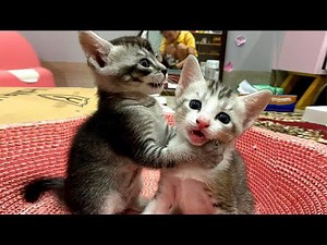 Adorable cat clips that brighten any kind of day