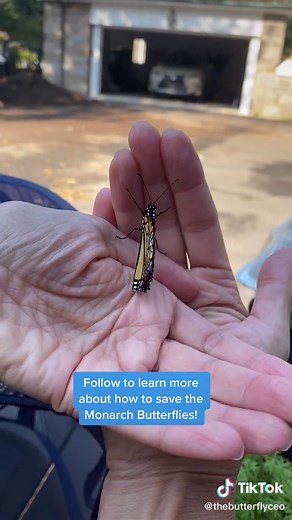 Male vs Female Monarchs: Understanding the Differences