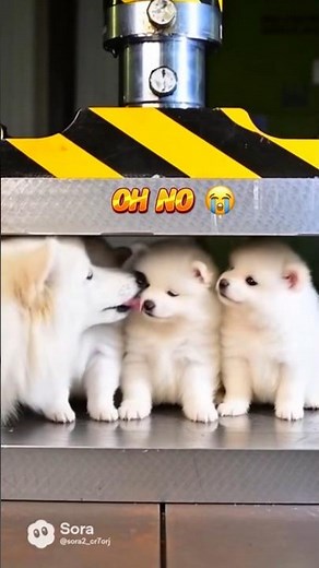 Mother dogs sacrifice 😭💗 #shorts