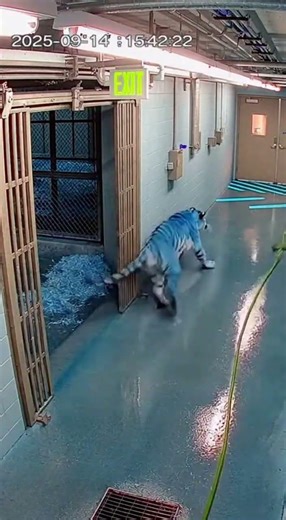 Tiger Gate Stops Short Near Miss #cctv #zoo