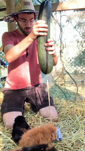 Guinea pigs vs zuchinni | guinea pigs