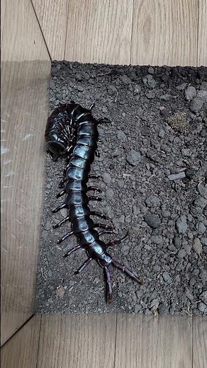 초거대지네 귀뚜라미 사냥 블랙기간티아