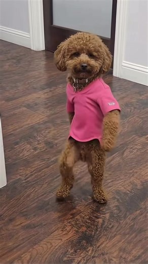 Dancing With Dogs: Fun Dog Dance Trends to Try