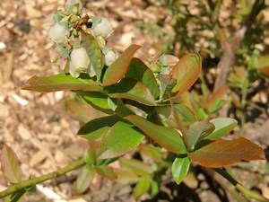 Native Trees And Shrubs For Connecticut Gardens