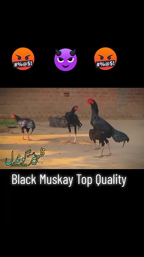 Intense Aseel Rooster Fight - Top Quality Birds