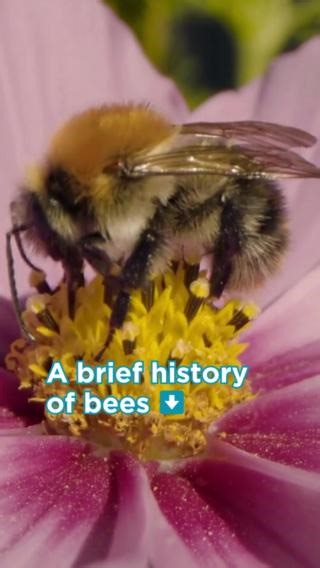 2.8K views · 483 reactions | A brief history of bees  練 It is...