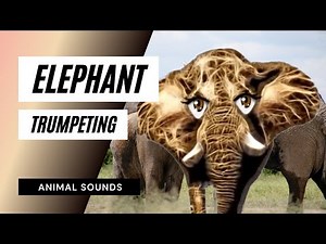 🐘Elephant Trumpeting / Sound Effect / Animation