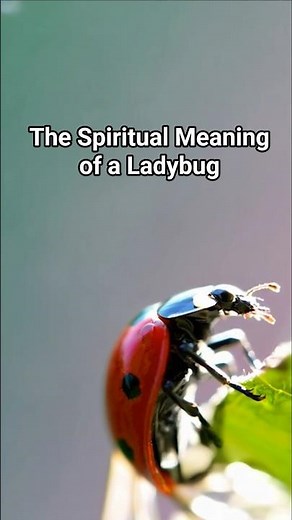 The Spiritual Meaning of a Ladybug