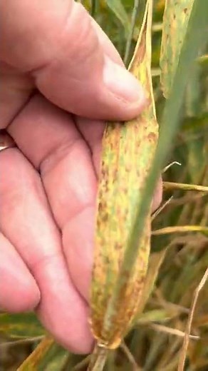 Stem rust symptoms in winter wheat