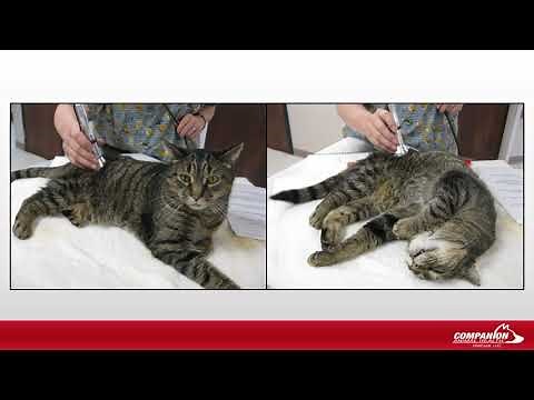 Tips for Treating Cats with Laser Therapy