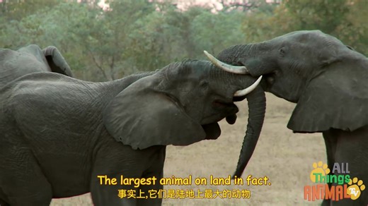 给孩子们的动物科普03:Elephants 大象的故事 Animals for children(中英字幕)