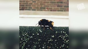 This is the chillest bee ever | This is Happening