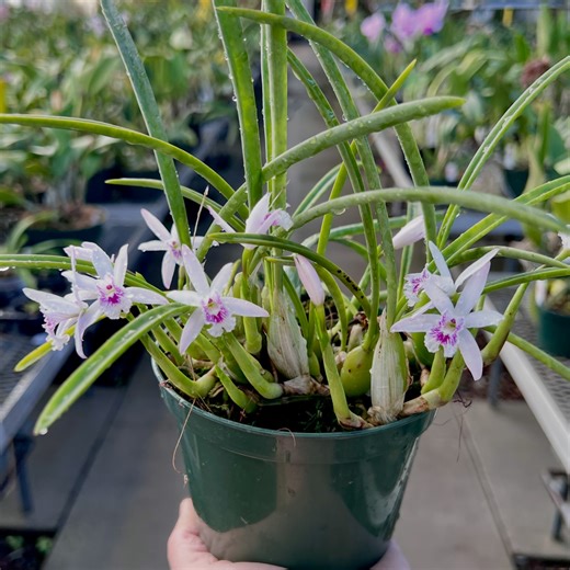Wife Of Orchid Guy | Laelia lundii #orchid #cattleya #laelia #laelialundii #minitureorchid | Instagram