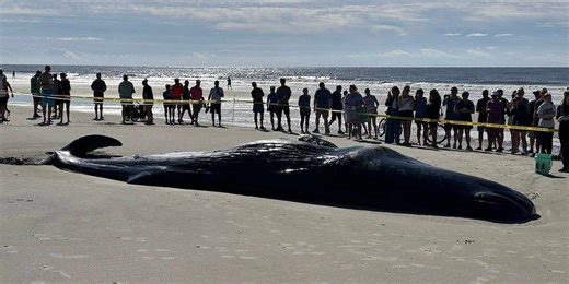 ‘We can’t just push them back to sea’: Experts stayed with rare, beached sperm whale as it was euthanized