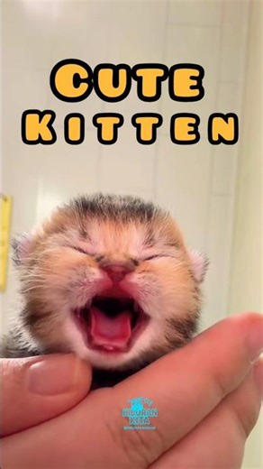 Meong Meong Suara Anak Kucing | Meow Meow Kitten Sounds