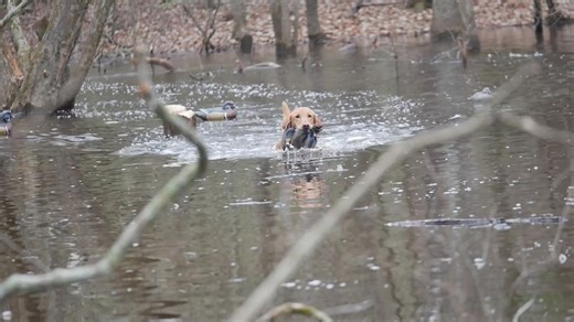 Tips for Training a Retrieving Dog in Flooded Areas