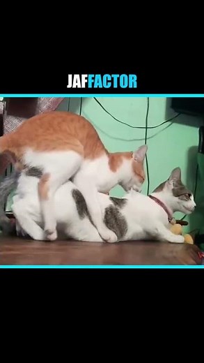 Mating Cats #cats #catsmate #catlife