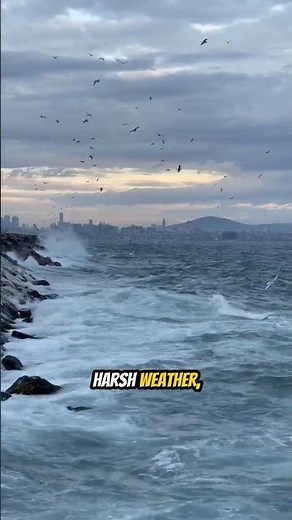 The Amazing Secrets Behind Bird Migration Patterns