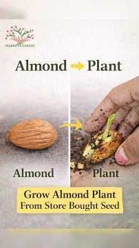Grow almond tree from almond at home