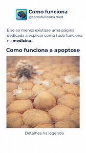 ⁉️ Como funciona a apoptose? A apoptose é a "morte celular programada" 🧬⚰️, um processo essencial para renovar tecidos e eliminar células defeituosas. Ela acontece de forma controlada, sem causar inflamação, ao contrário da necrose, que é uma morte celular desorganizada. Durante a apoptose, a célula encolhe, o DNA se fragmenta 🧩 e ela forma pequenos "corpos apoptóticos", que são engolidos por outras células 🛑➡️🗑️. Isso mantém o equilíbrio do organismo e evita problemas como câncer e doenças 