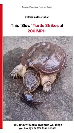 🐢 This ‘Slow’ Turtle Strikes 🦀 at 200 MPH ⚡ | MDCT
