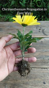 19K views · 117 reactions | Chrysanthemum Propagation  . . . . #chrysanthemum #flowers #chrysanthemums #flower #roses #chrysanthemumtattoo #tattoo #nature #rose #florist #flowersofinstagram #flowerstagram #bouquet #flowerphotography #art #autumn #gypsophila #garden #floral #mums #gardening | Gardening Ideas | Facebook