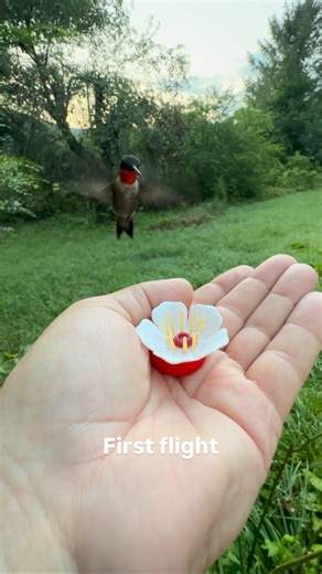 Male Ruby-throated hummingbird. First flight | Daniel Hipp