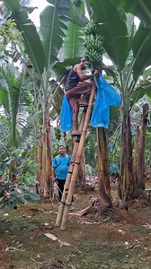 588 reactions · 96 comments | Mang baklas mi og polybag #lakatanbanana #BananaFarming #farming #lakatanfarming #buhaymagsasaka #genuspangasian #banana | Genus Pangasian | Facebook