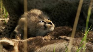 3.1M views · 10K reactions | These cheetah cubs have learned to distinguish the sound of their mother's calls and only answer once they're sure it's her. | National Geographic Animals | Facebook