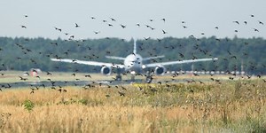These major US airports see the most wildlife-aircraft collisions