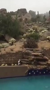 SNOW in Scottsdale, Arizona. Most of you folks are used to seeing snow . . . not us! | Larry Winget Fan Page