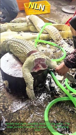 Farm Crocodile Meat Cutting Process, Hardcore Meat Processing