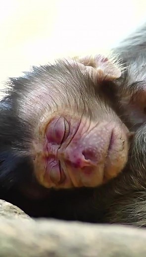 50K views · 753 reactions | Duchess Can't Help Baby Monkey Dasha.mov #monkey | Monkey Angkor2 | Facebook