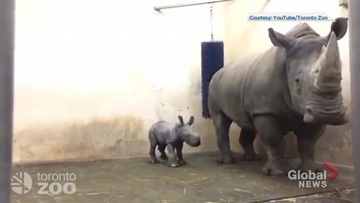 Toronto Zoo welcomes white rhinoceros calf