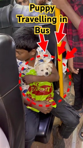 Puppy in Bus #foodiefrankie #food #nagercoilvlogs #foodie #puppies #dog #dogs #doglife #dogtraining